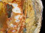 Beautiful Araucaria Petrified Wood Slab - x #6762-1